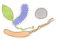 Bakterien