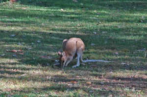 Kangaroo