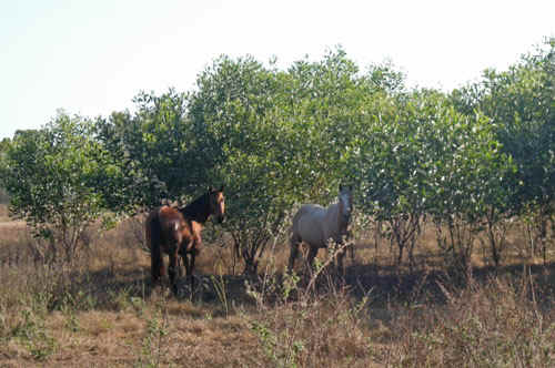 Brumbies