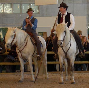 Camarguepferde