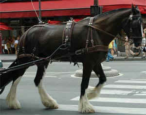 Clydesdale