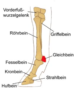 Gleichbein