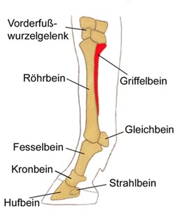 Griffelbein