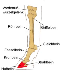 Hufbein