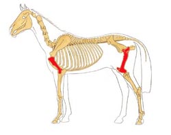 Oberarm_Oberschenkel