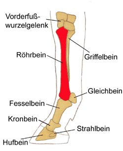 Roehrbein