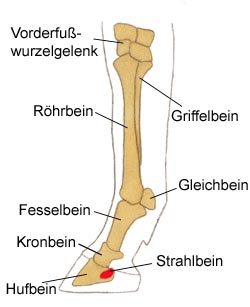 Strahlbein