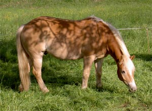 Haflinger