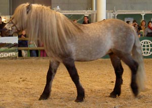 Highlandpony