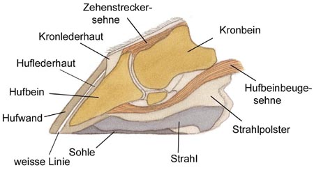 huf_querschnitt