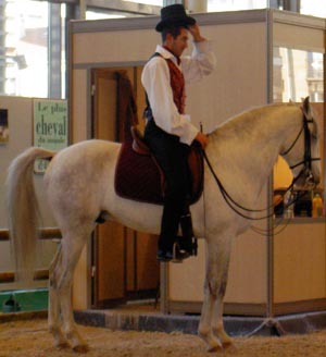 Lusitano