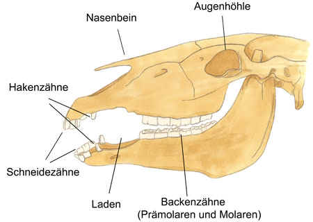 Pferdeschdel- Zhne