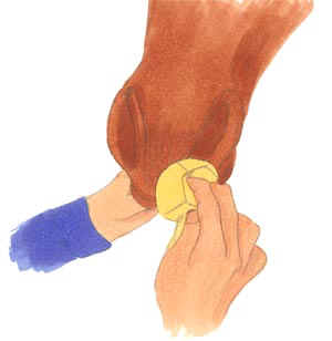 Reinigen der Nüstern