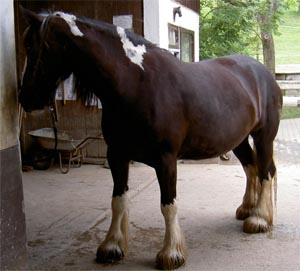 Shire_horse