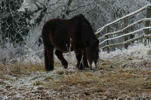 winter12.jpg (59710 Byte)